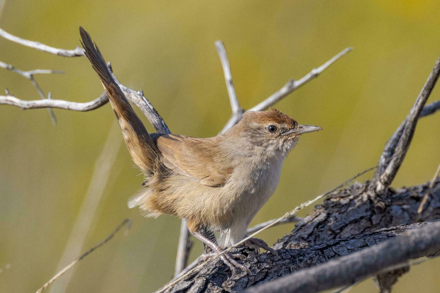 pájaro spinifex en Australia foto