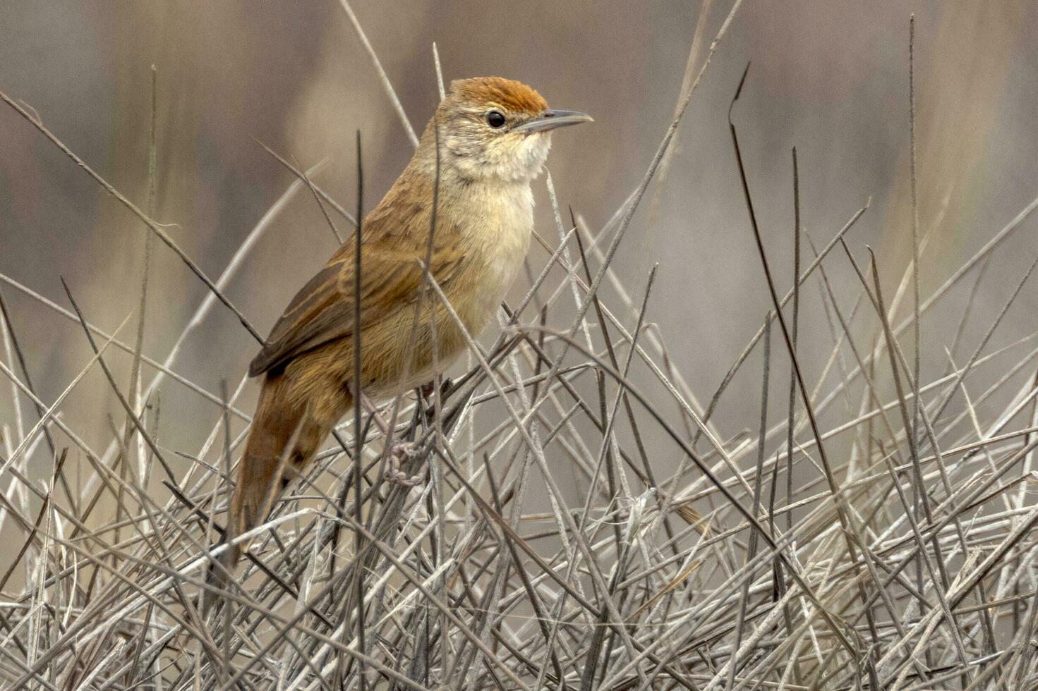 Spinifexbird in Australia photo