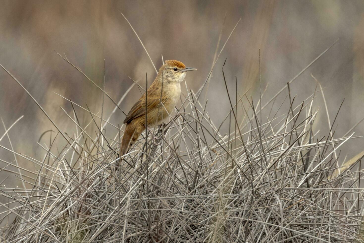 pájaro spinifex en Australia foto