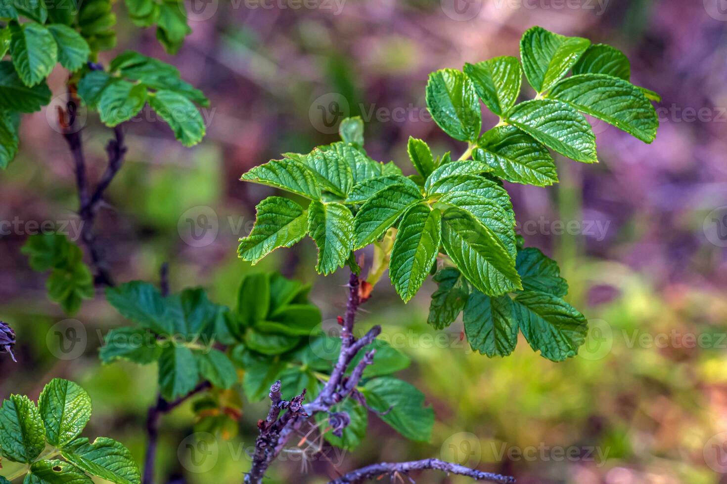 Pink rose rugosa.Blooming Rosa rugosa. Japanese rose. Summer flowers.Green leaves and pink flowers. photo