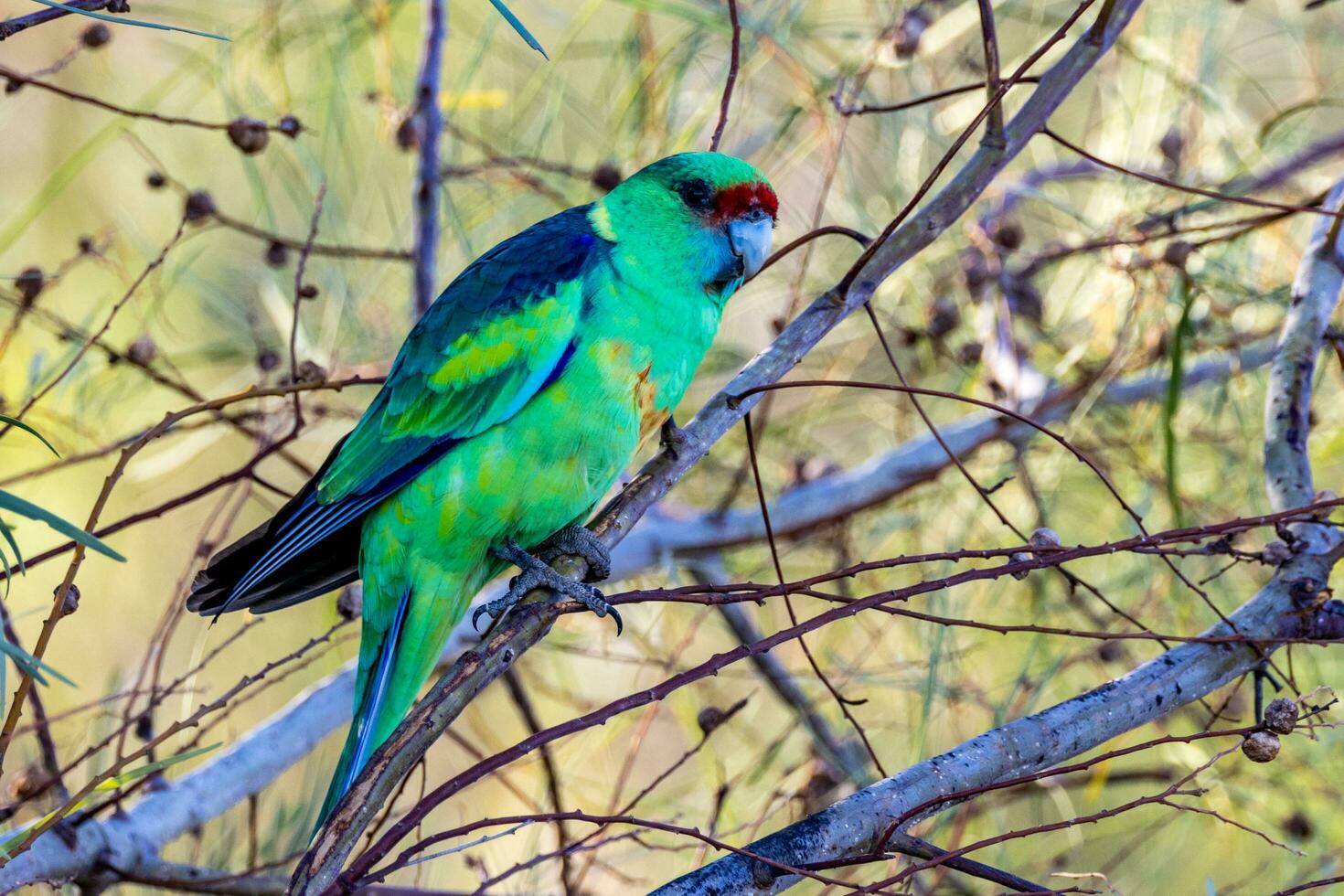 Mallee Ringneck Parrot photo