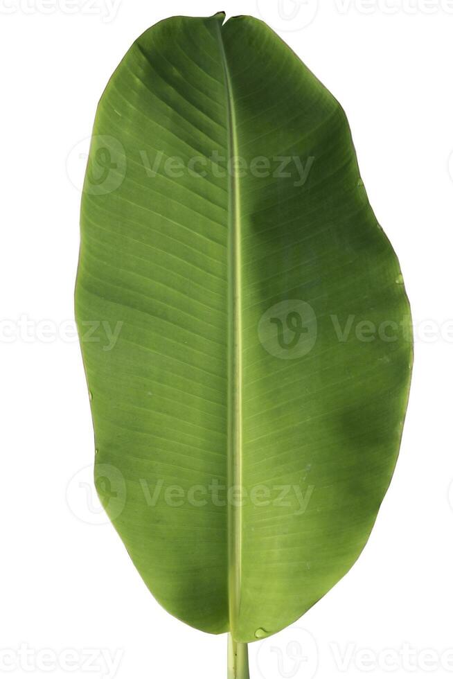 Close-up of banana leaf isolated on white background.Fresh green Banana,Leaf Banana leaf tropical, Fresh,banana leaf,Fresh green Banana.Photo concept of fresh whole banana and nature background. photo