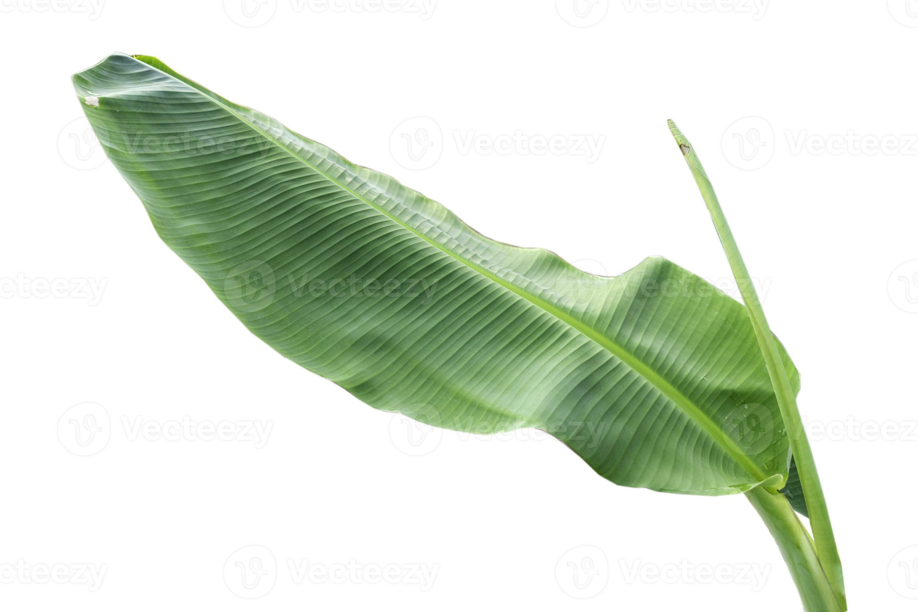 de cerca de plátano hoja aislado en blanco fondo.fresco verde hoja de