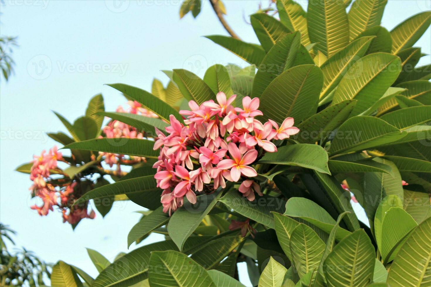 frangipani trees against a clear sky background photo