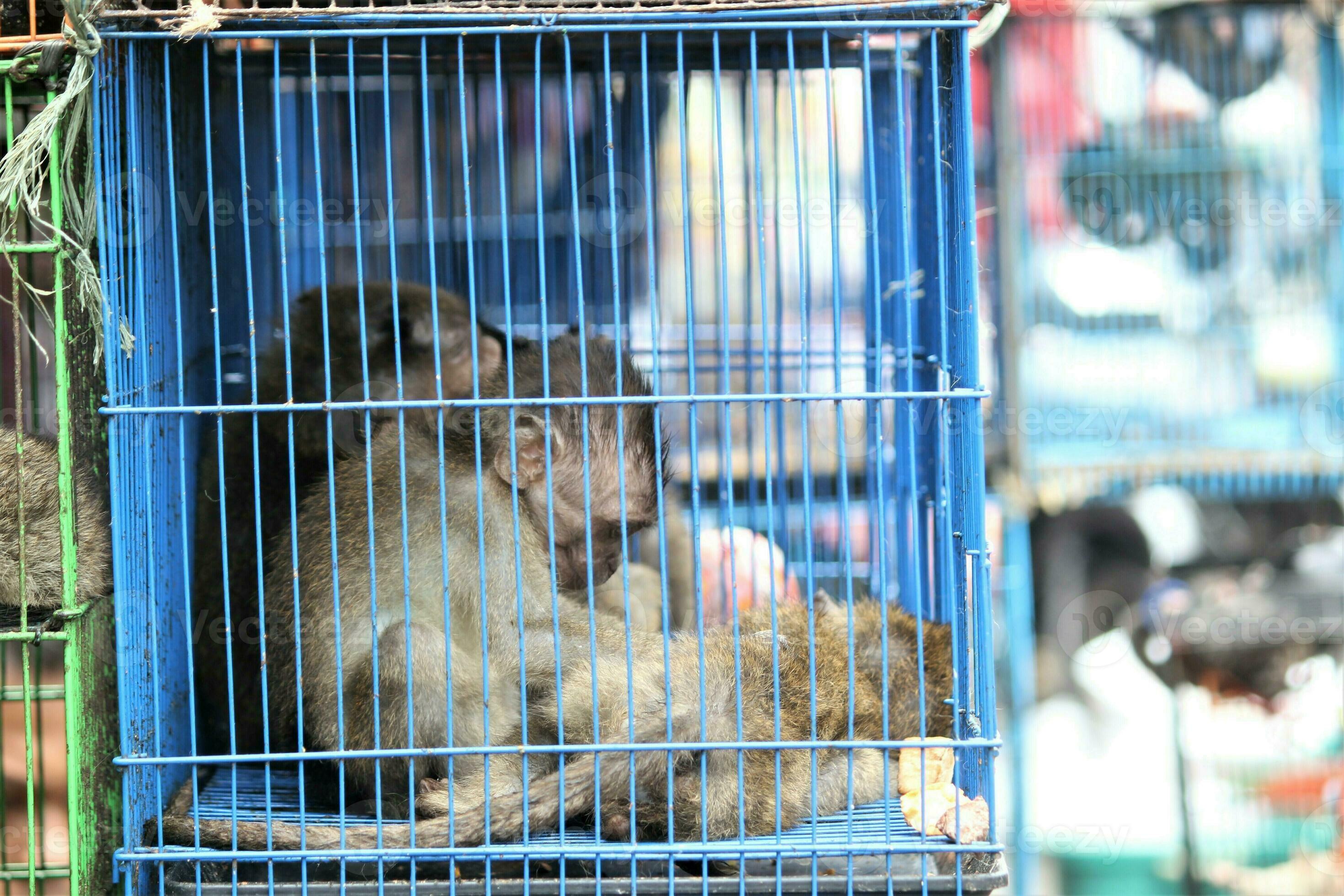 Monkey market cage hi-res stock photography and images - Alamy