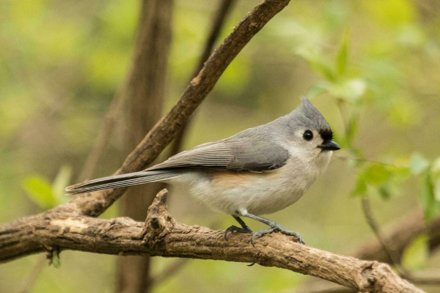 Tufted Titmouse in USA photo