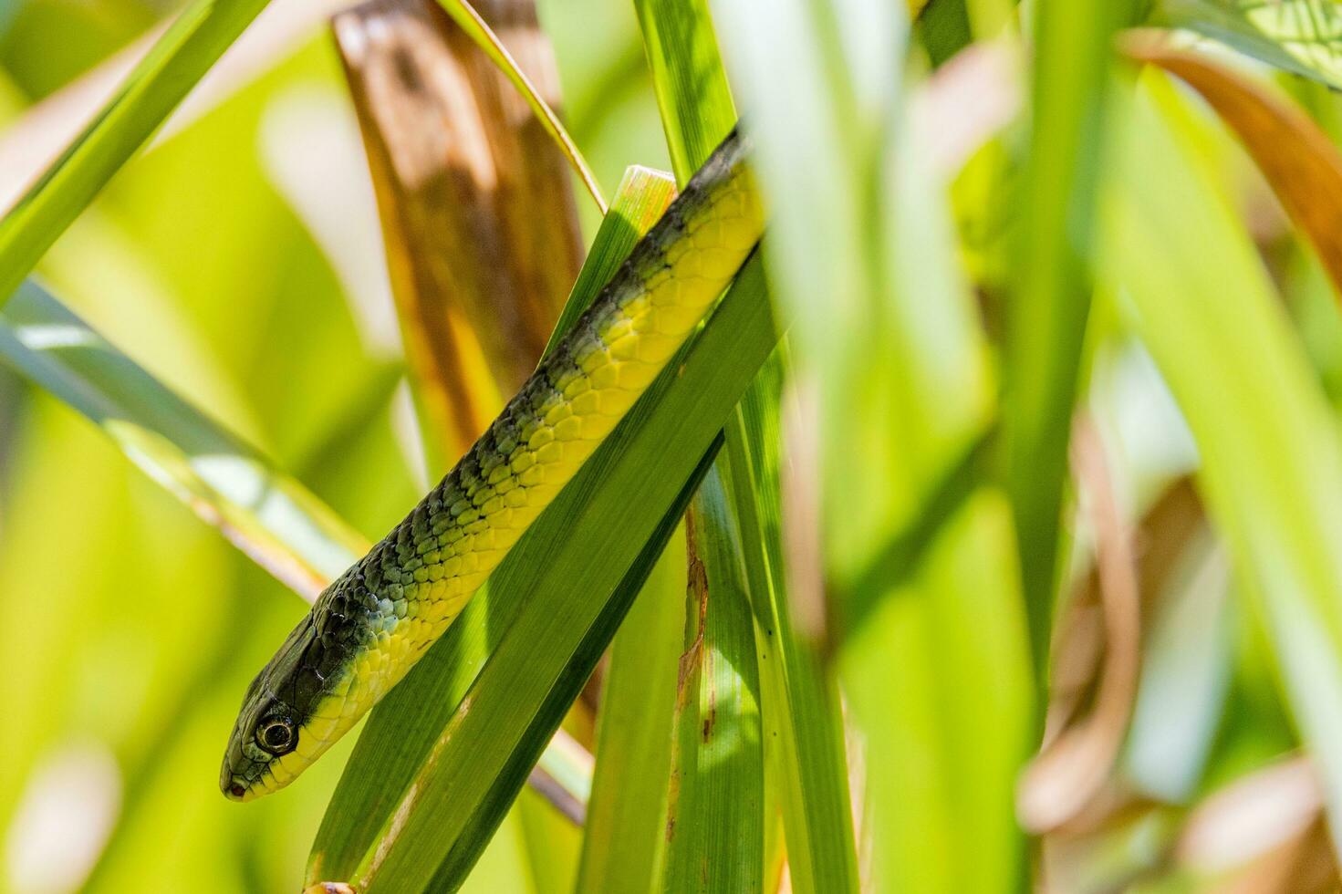 Australian Green Tree Snake photo