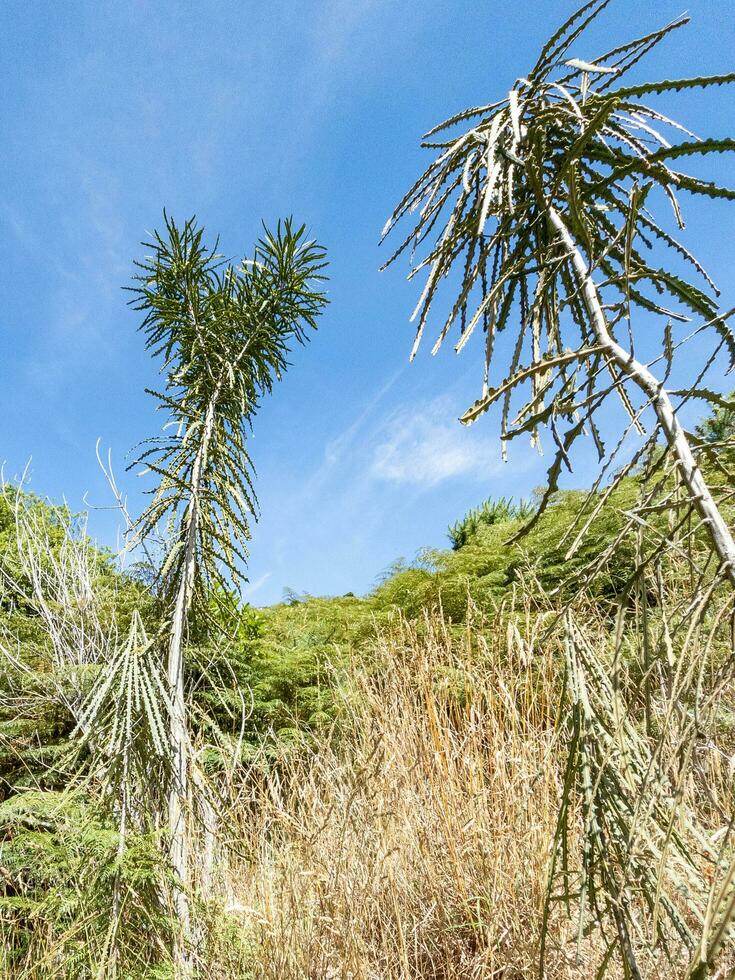 dentado madera de lanza árbol foto