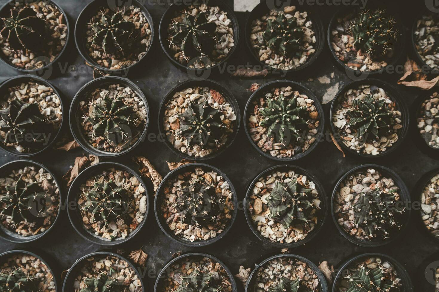Flat lay rows or pattern of cactus. Top view of different varieties of pot cactus on black table at the cactus farm. photo