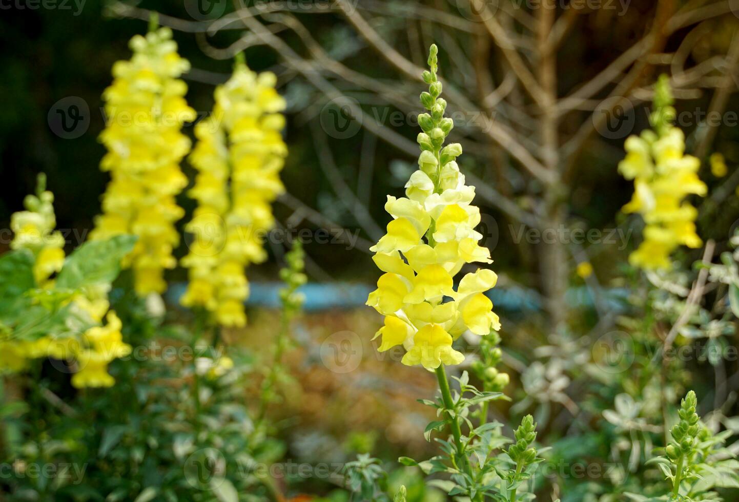 Yellow snapdragon flower when squeezing the side of the flower. The petals are separated like a dragon's mouth, sometimes like a rabbit's nose. Therefore, it is also called Bunny rabbit. photo