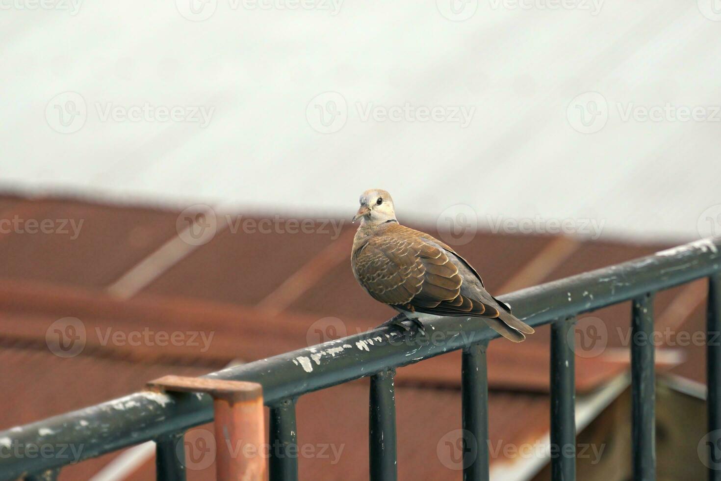 The zebra dove is a bird with a beautiful voice. The feathers that cover the sides of the body have zebra-like stripes, elegant embossed breasts, and is believed to be a lucky bird. photo