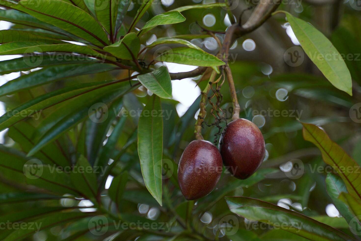 Cerbera odollam tree is a popular plant to add shade to the house. The fruit is oval-shaped, dark reddish-purple with 1 seed. Green lance-shaped leaves with red petioles. fragrant pink flowers photo