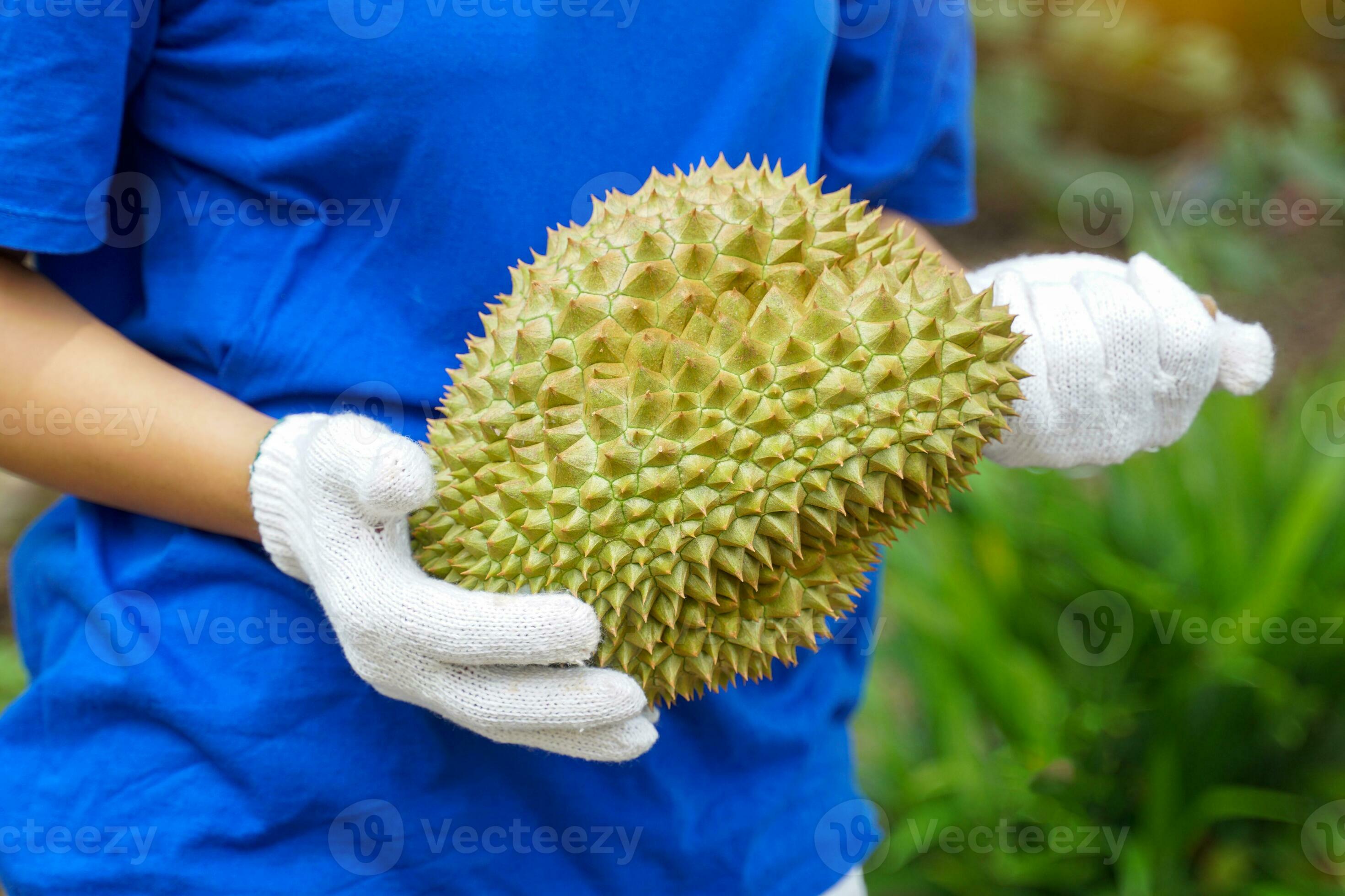 hand holding durian fruit. Durian is known as the king of fruits with a