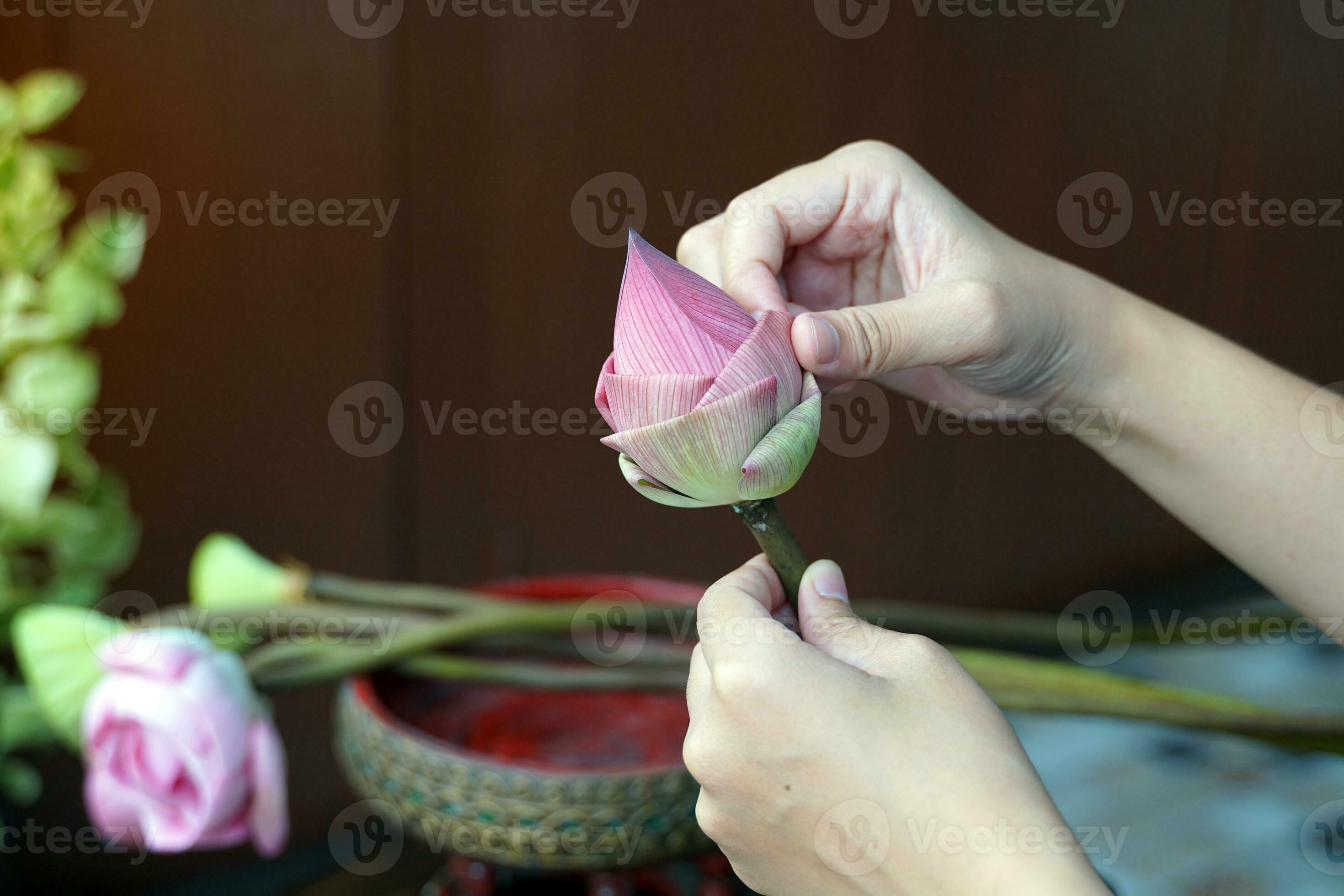 Folding Pink sacred lotus petals for worshiping the Buddha has a Folding Pink sacred lotus petals for worshiping the Buddha has a
