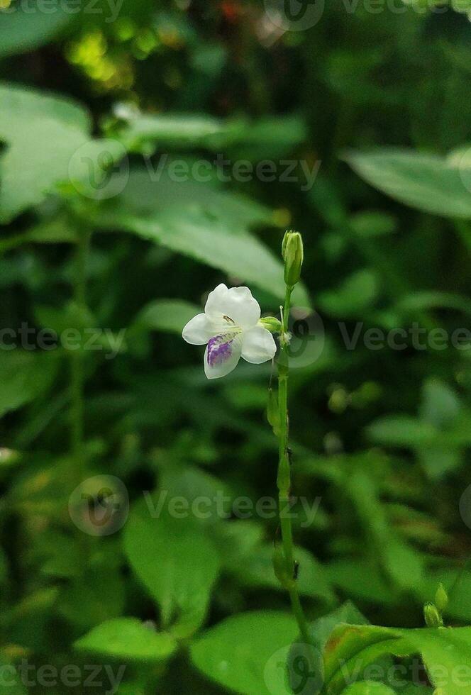 A small white bloom flower with blurred background photo