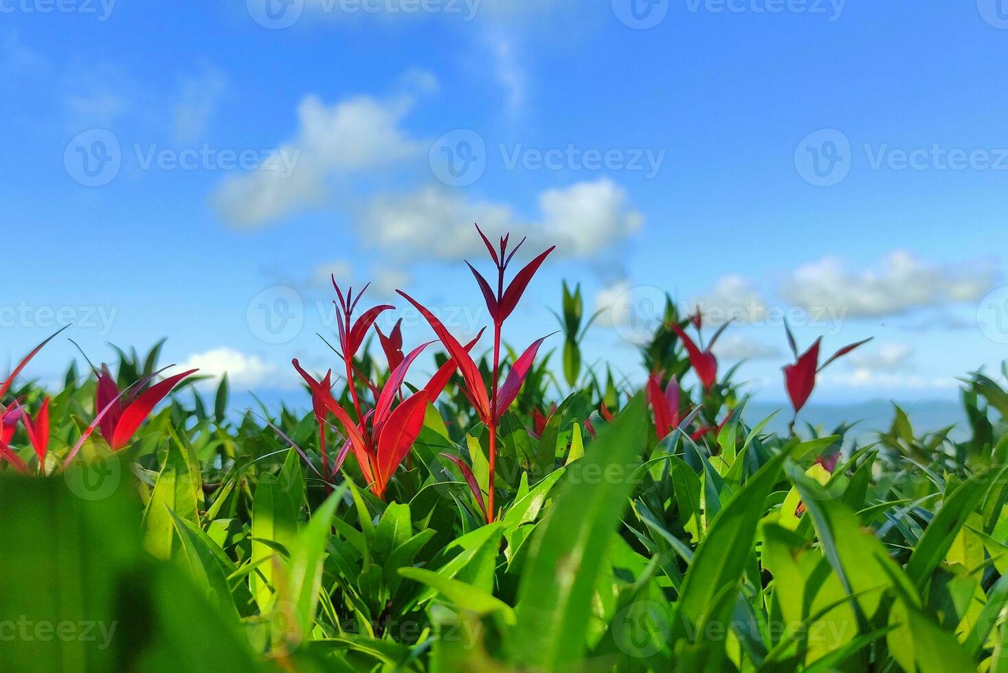 A field of red and green leaves in sunny weather photo