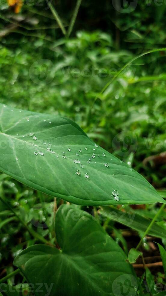 A green leaf with water drop on it with blurred background photo