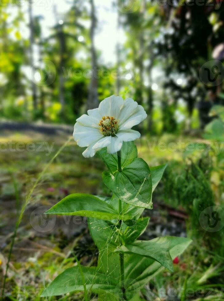 A small white bloom flower with blurred background photo