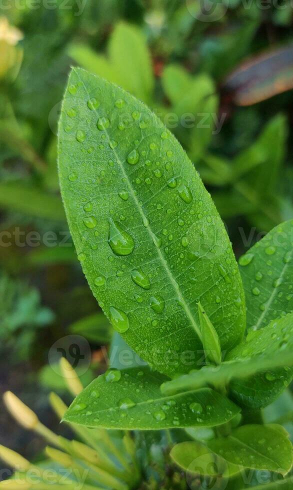 A green leaf with water drop on it with blurred background photo