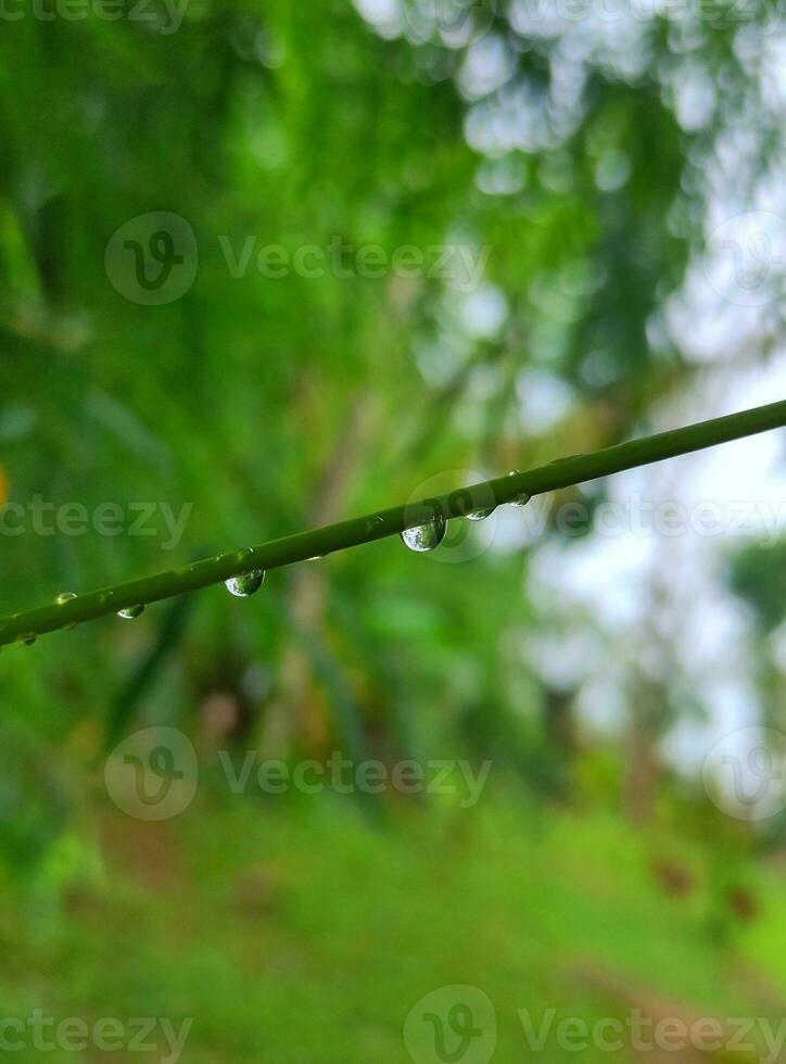 Water droplets on a plant with a blurry background. photo