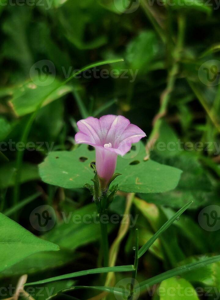 A small bloom purple flower with blurred background photo