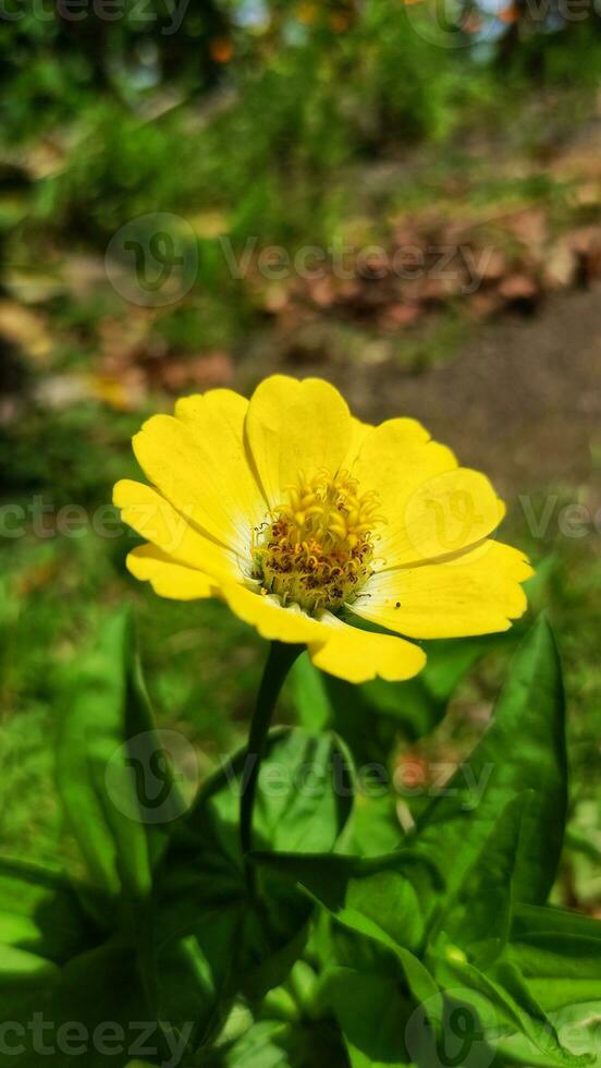 A yellow bloom flower with blurred background photo
