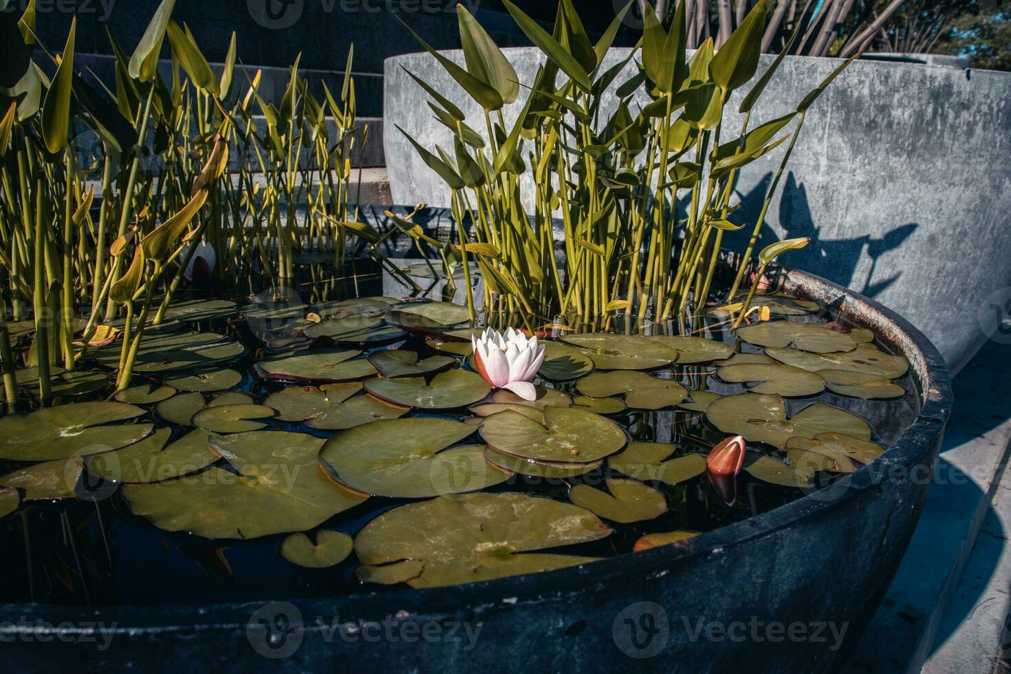 View of a garden pond filled with aquatic plants in a pot. Water lily flower photo