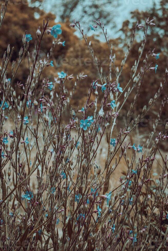 Small blue blossom flowers on wild field concept photo. photo