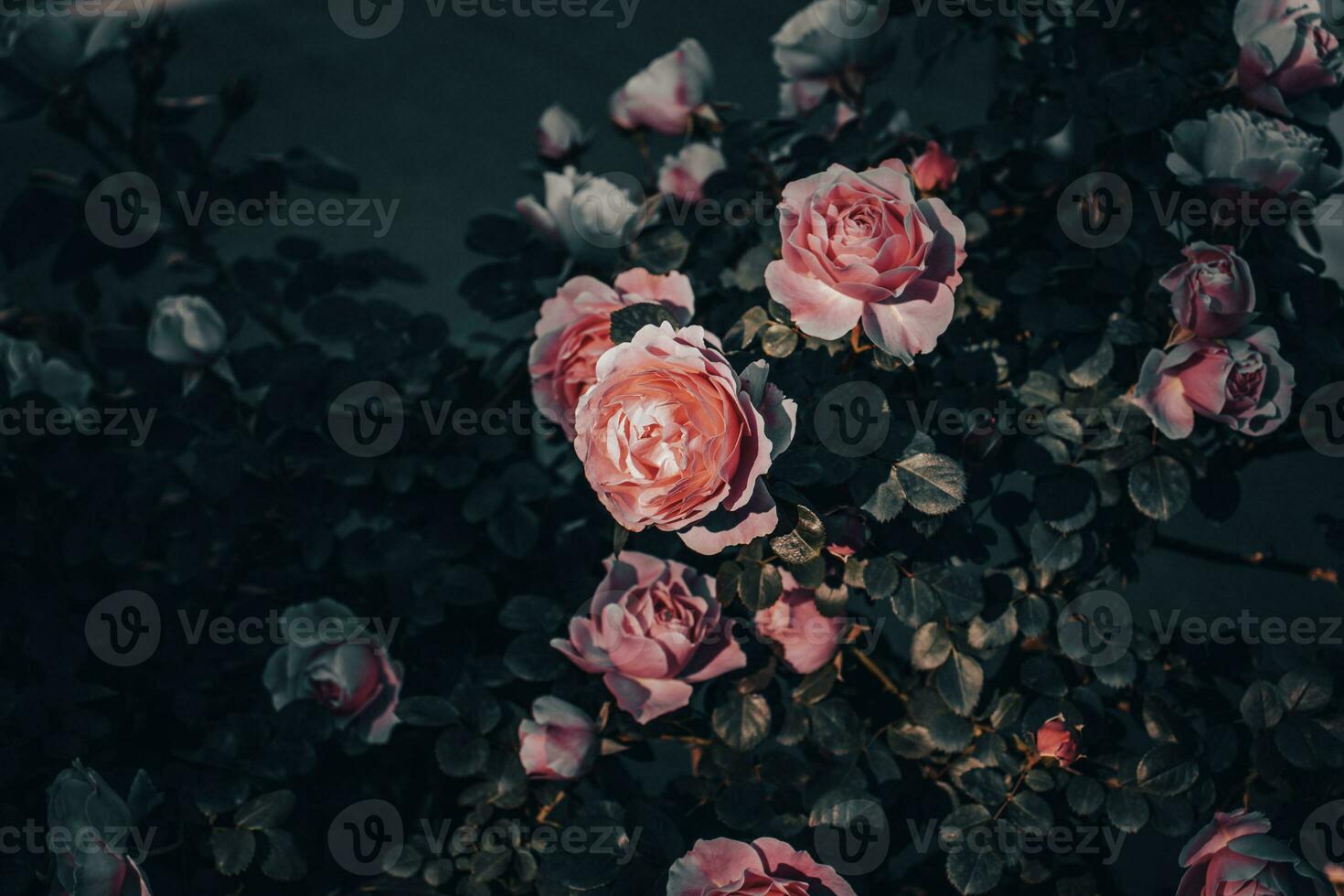 Close up rose flower buds under rain concept photo. photo