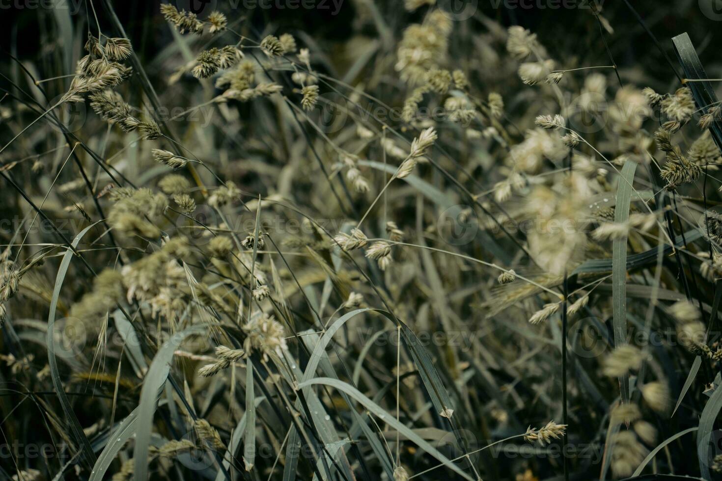 Close up morning rain drops on grass concept photo. Water droplets. photo