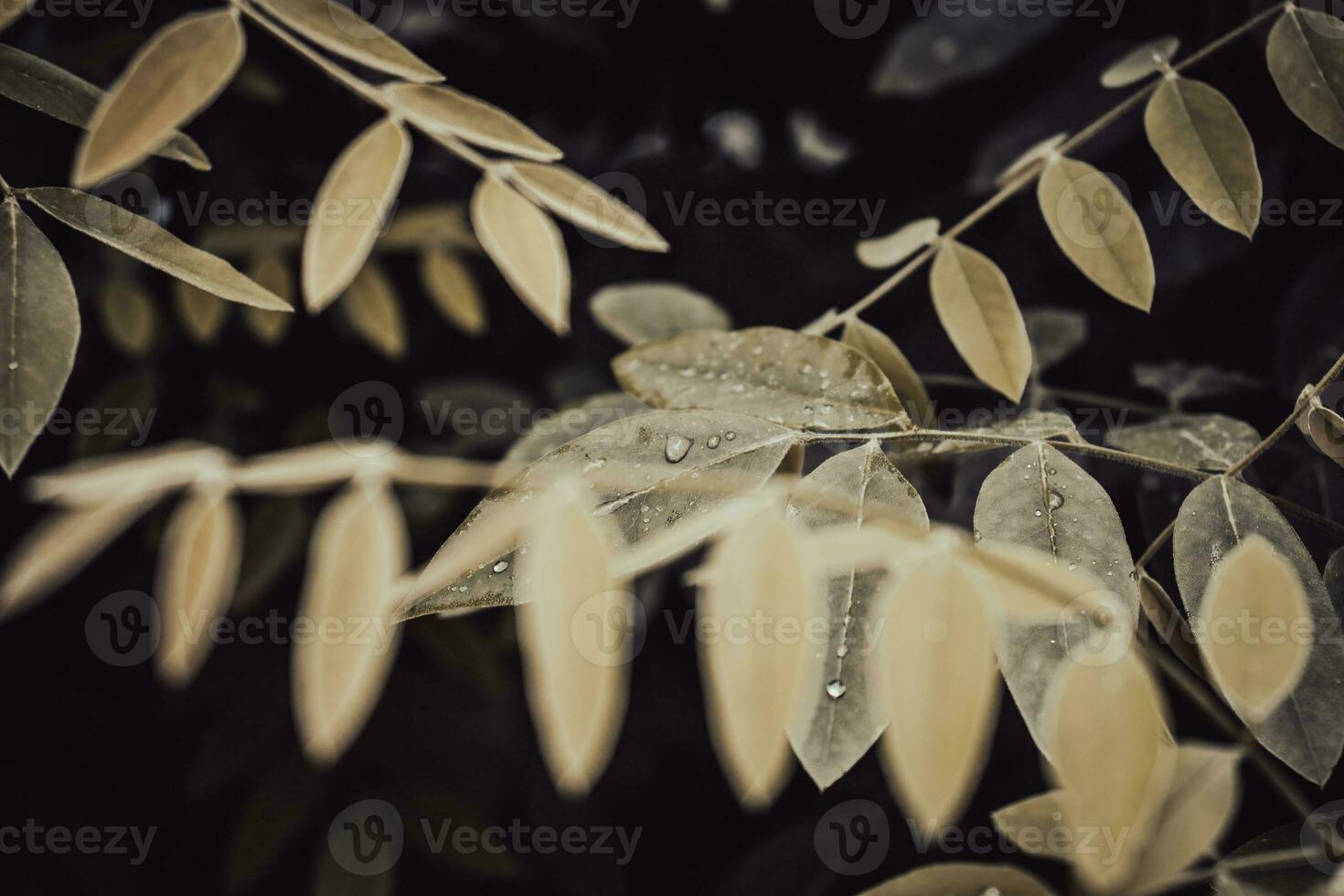 Spring walnut green tree branch under spring rain concept photo. photo