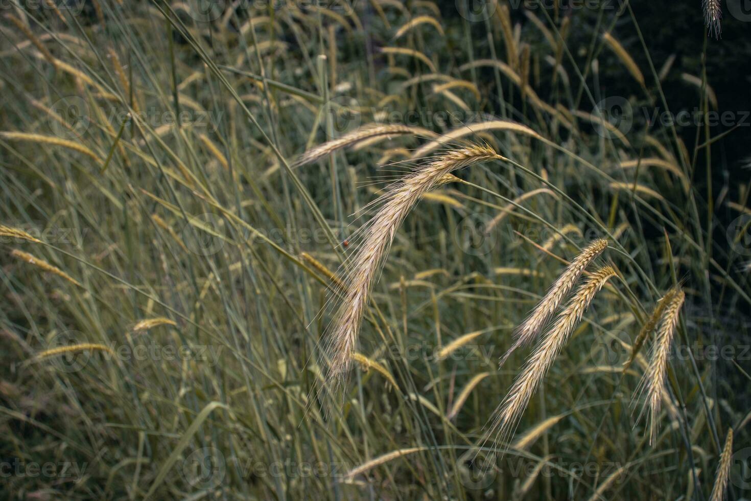 Wheat field - ears of golden wheat close-up photo. photo