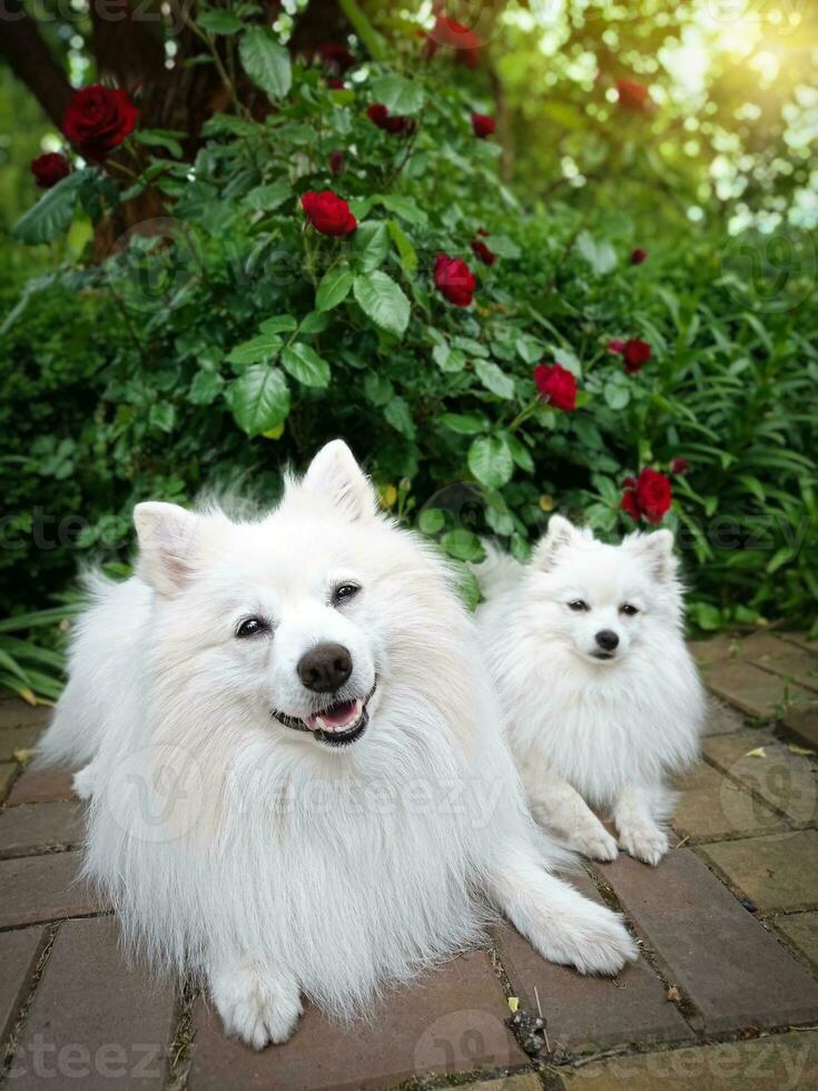 White Japanese Spitz and German small Spitz happy smiling lying in the garden near the roses photo