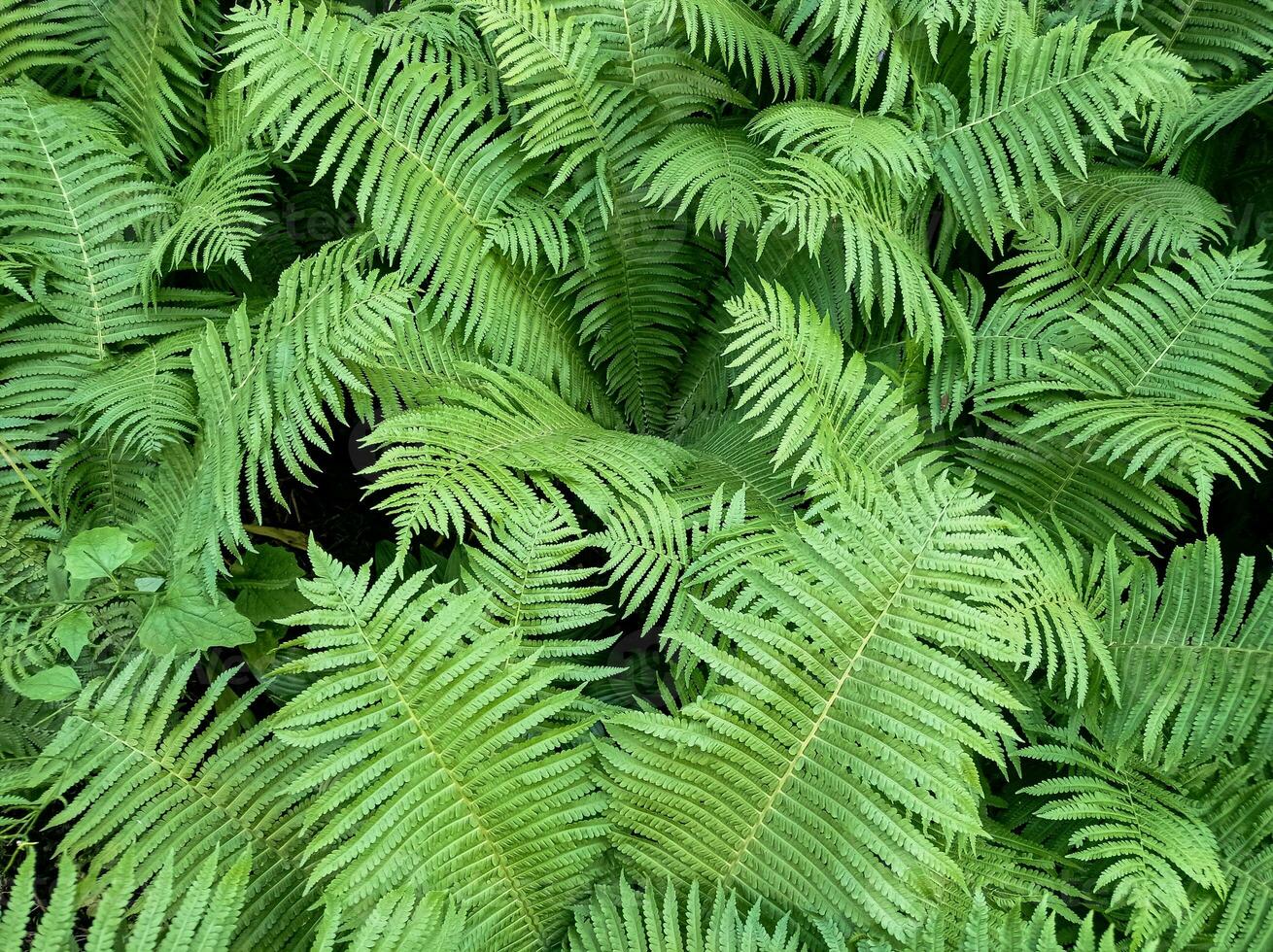 Fern flowers green nature tropical detailed leaves background photo
