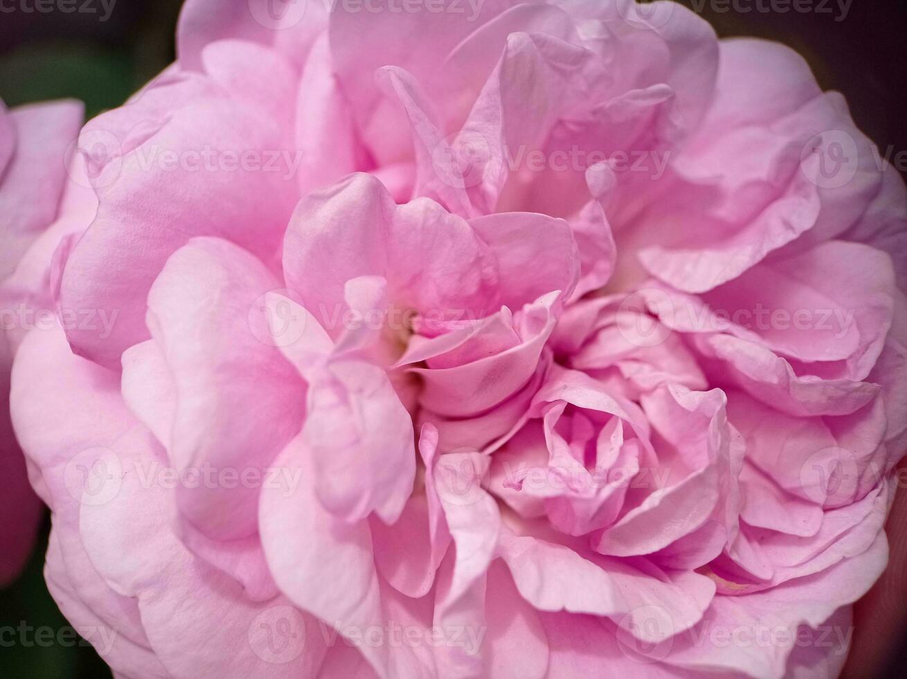 Detailed sensitive light pink peony in the garden macro photo