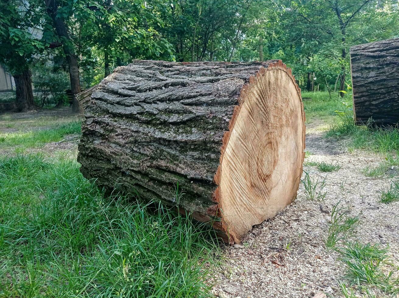 A stump of a cut old tree photo