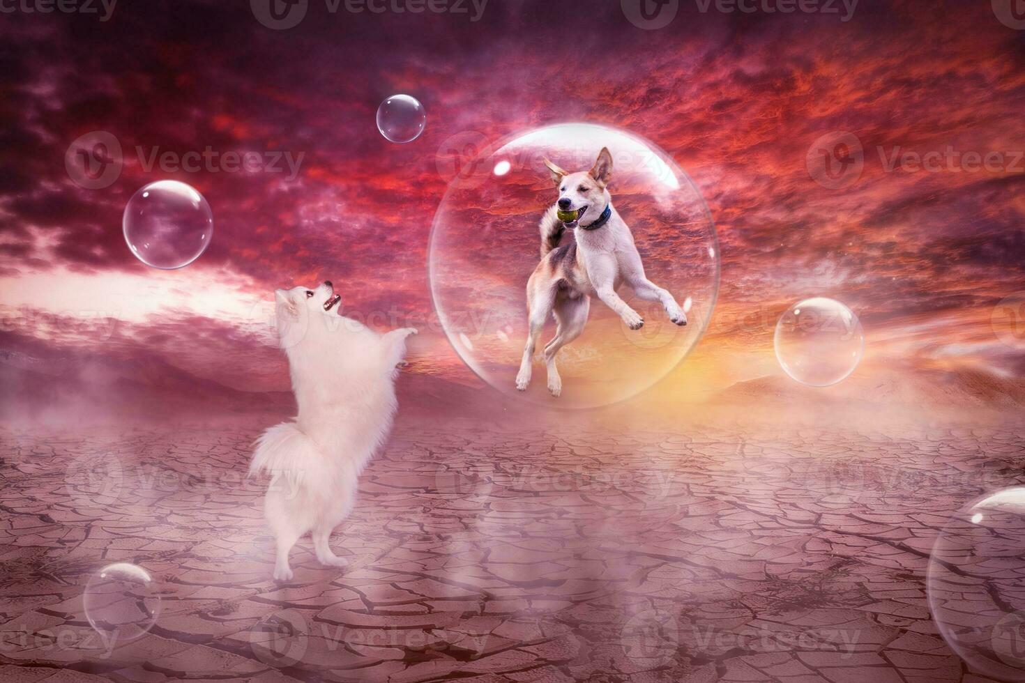 Fantasy game of white fluffy Japanese Spitz dog Simba with his friend and bubbles somewhere in a desert photo
