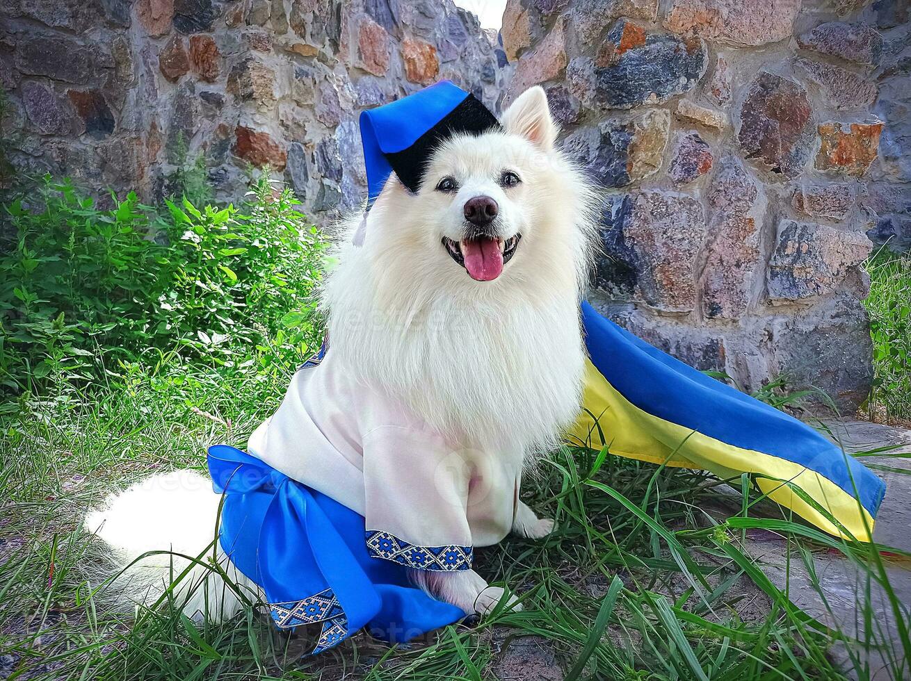 White dog Japanese Spitz SIMBA a Cossack. Dog in Ukrainian vyshyvanka embroidery with a flag of Ukraine photo