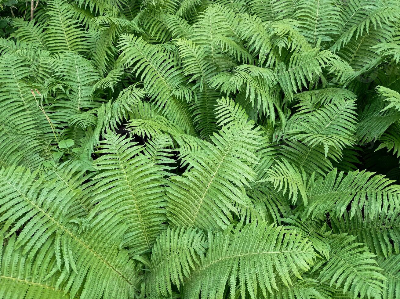 Fern flowers green nature tropical detailed leaves background photo
