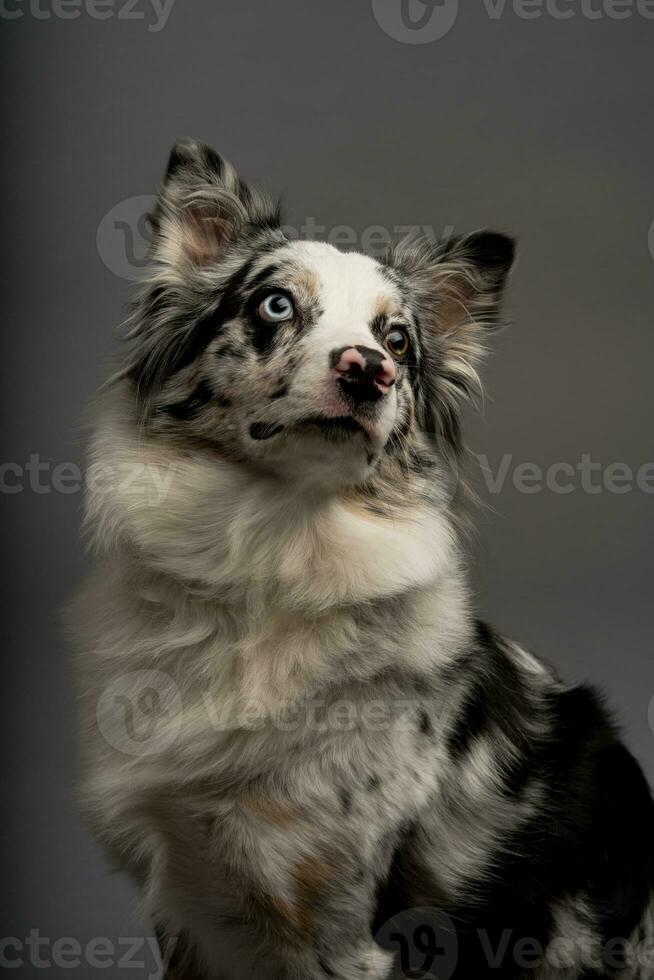 Vertical portrait of an Australian collie isolated on a gray background photo