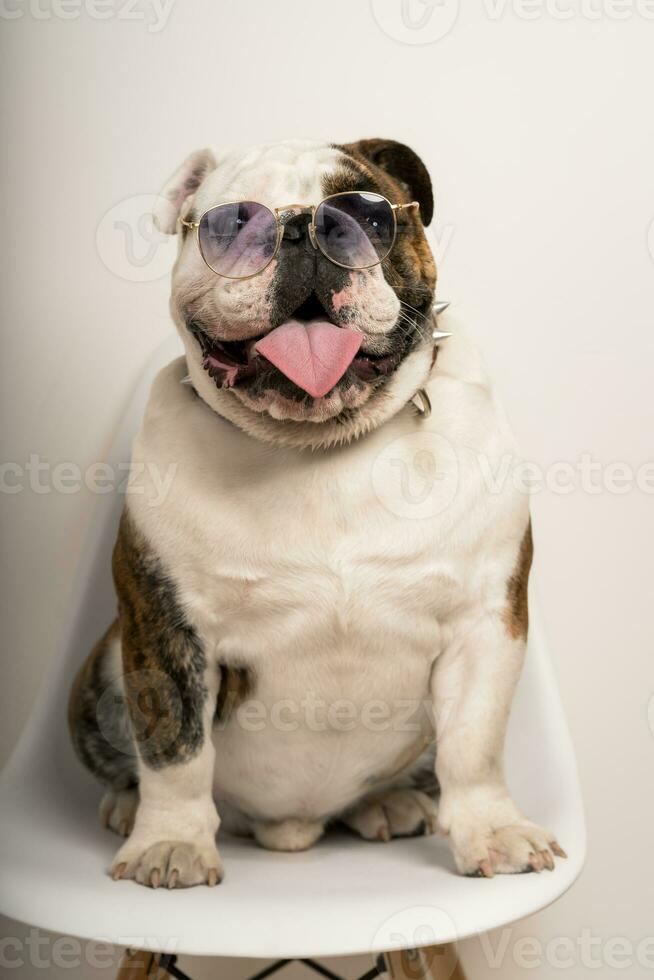 Closeup portrait of a cute bulldog with stylish sunglasses photo