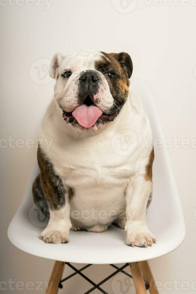 Closeup portrait of a cute bulldog sitting on a chair staring at the camera photo