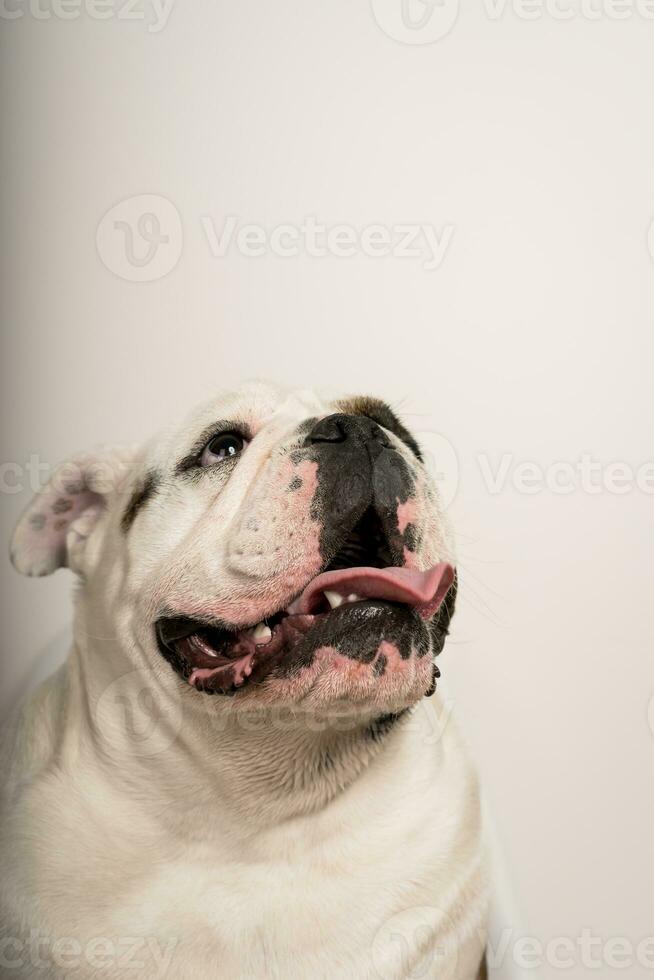 portrait of a cute bulldog with his tongue out looking up on a white background with copy space photo