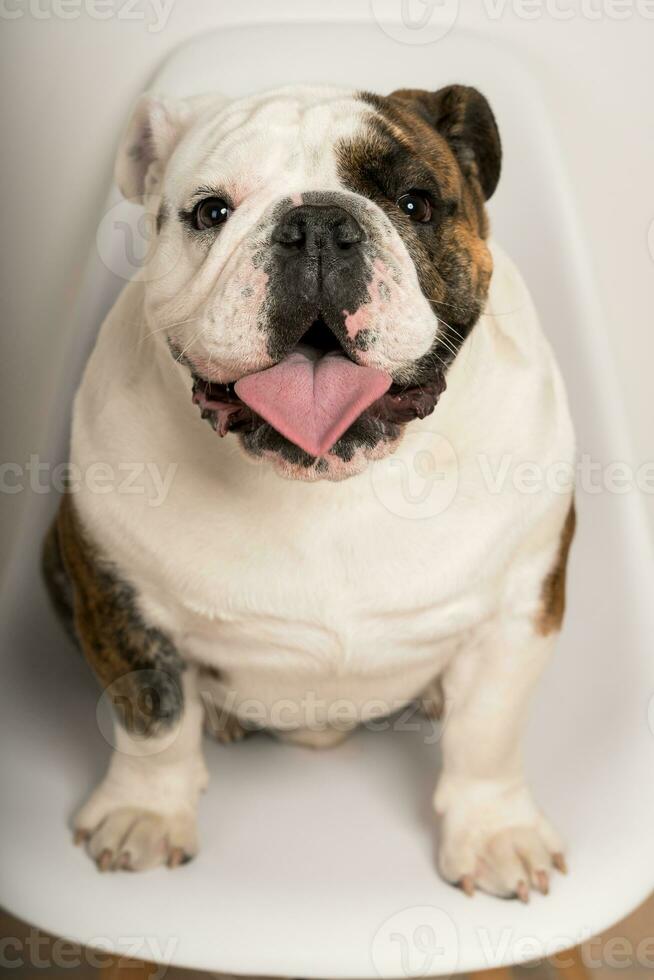 Closeup portrait of a cute bulldog sitting on a chair staring at the camera photo