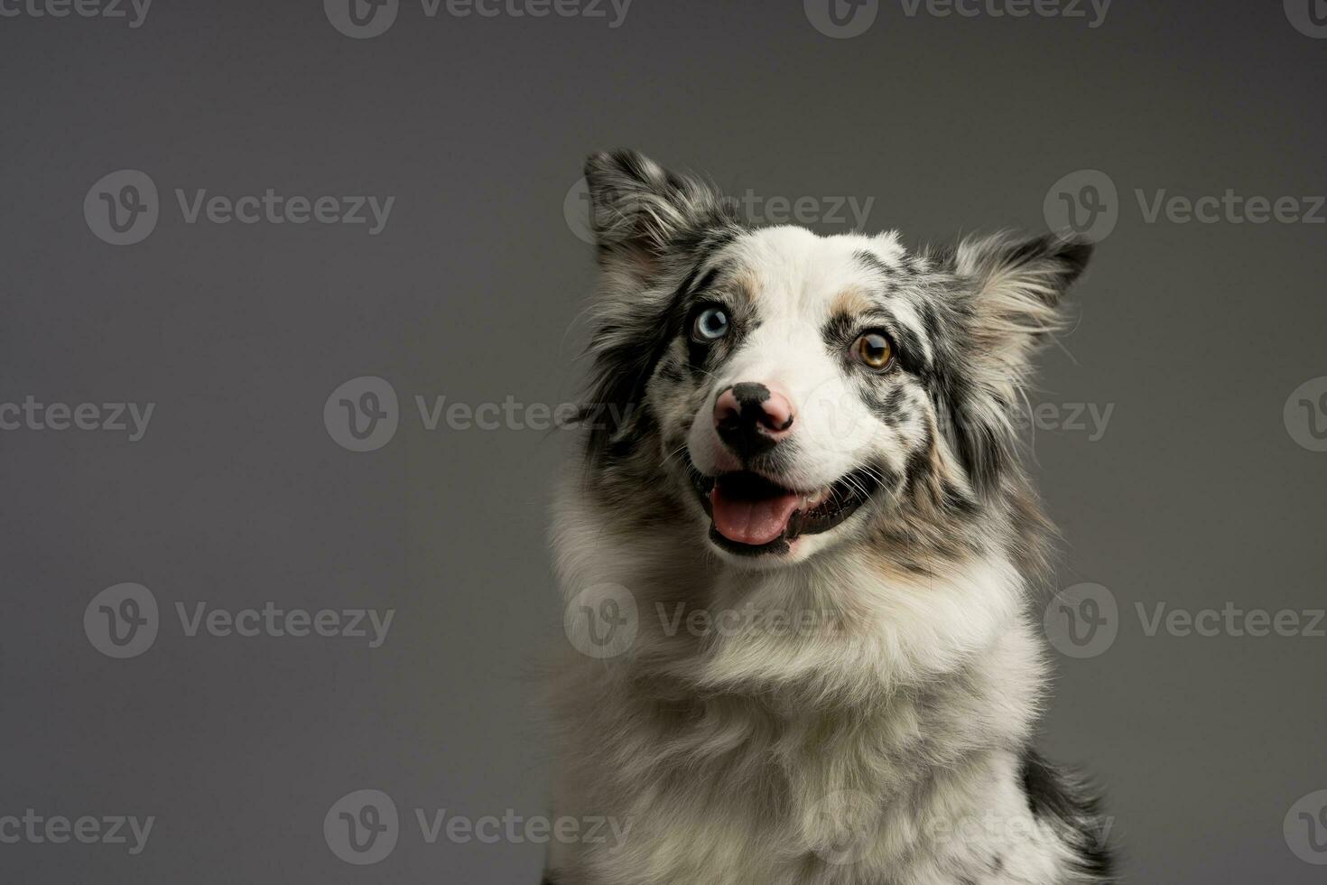 portrait of an Australian collie isolated on a gray background photo