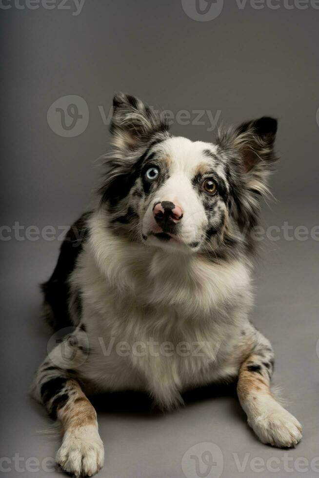 A vertical shot of a spotted border collie dog with heterochromia eyes photo