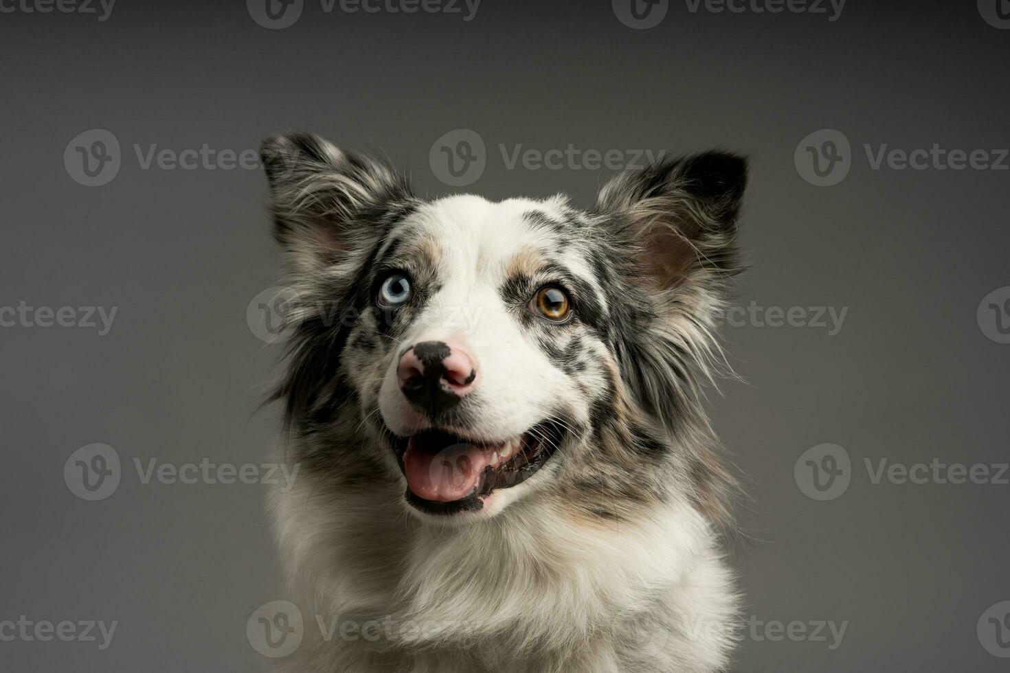 A portrait of an Australian collie blue merle isolated on a gray background photo