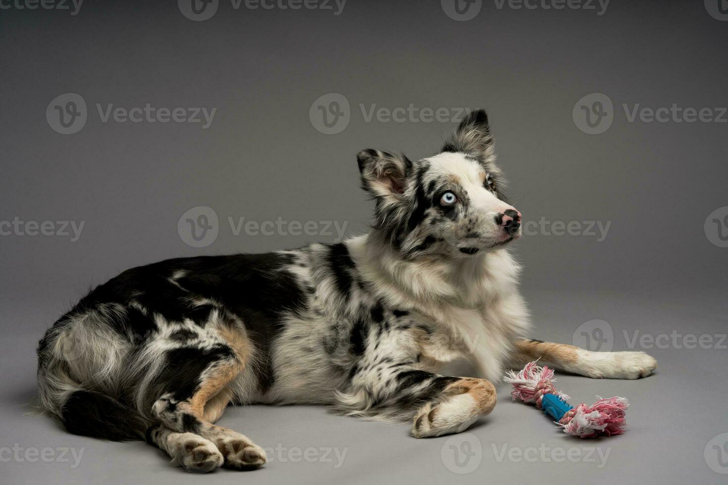 A beautiful shot of a cute border collie lying down with a toy, in front of a gray background photo