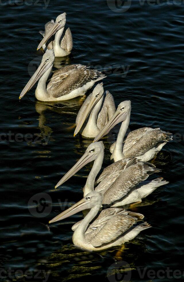 As they swim in search of fish or other items to eat, the six pelicans sitting in formation on the water are enjoying some warmth from the sun. photo