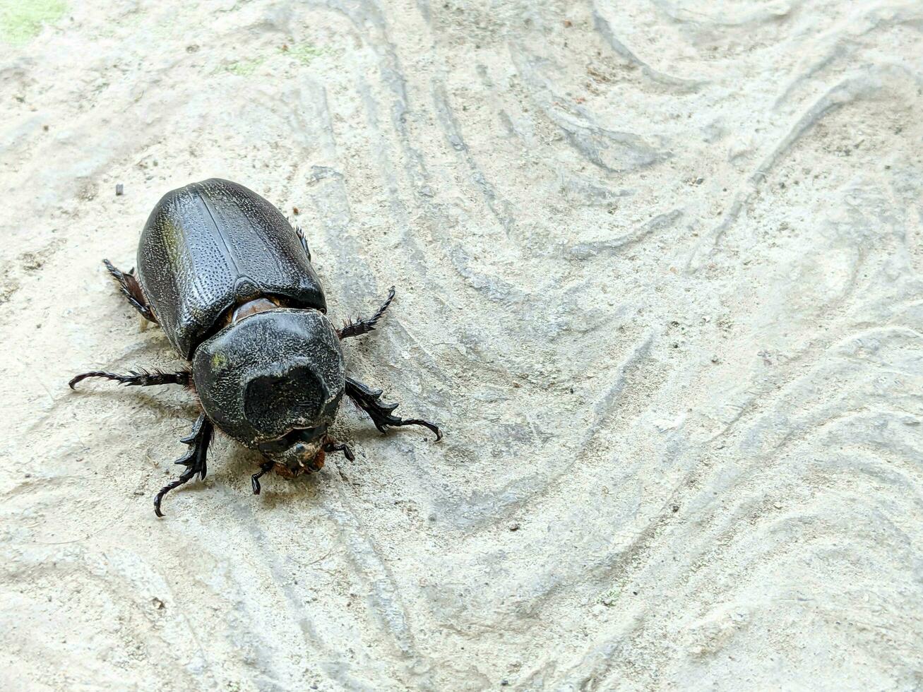 el asiático rinoceronte escarabajo, Coco rinoceronte escarabajo o Coco palma rinoceronte escarabajo. foto